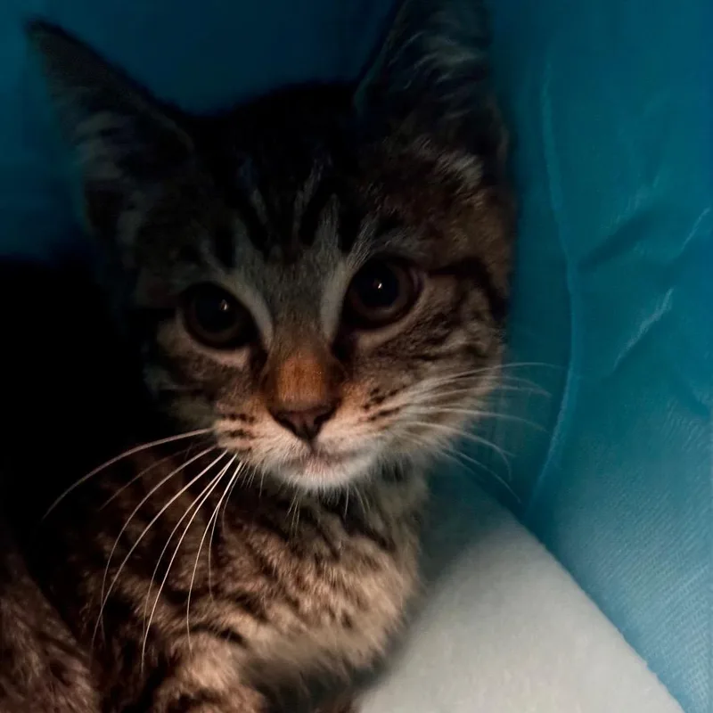 A baby small-sized male Brown / Chocolate Domestic Medium Hair cat named Mario for adoption in New York, NY