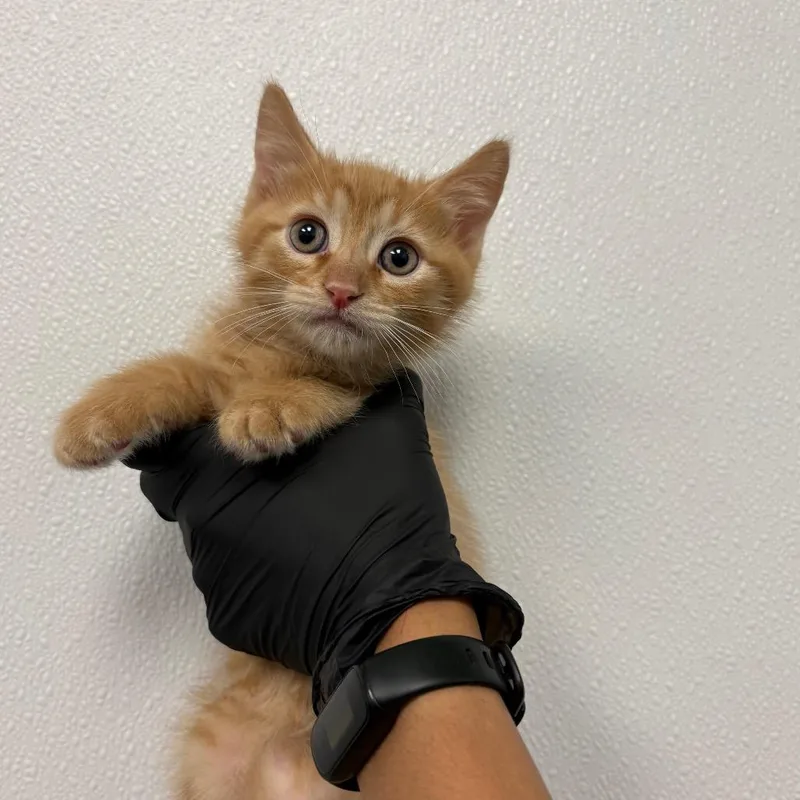 A baby small-sized female Orange / Red Domestic Short Hair cat named Dinky for adoption in Abilene, TX