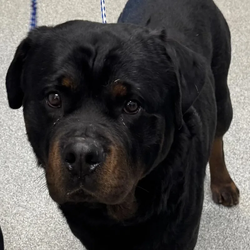 An adult large-sized male Black Rottweiler dog named Oso for adoption in Matteson, IL