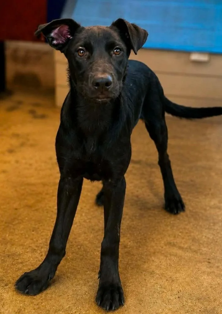 A baby medium-sized female Labrador Retriever dog named Rosita for adoption in El Dorado, AR
