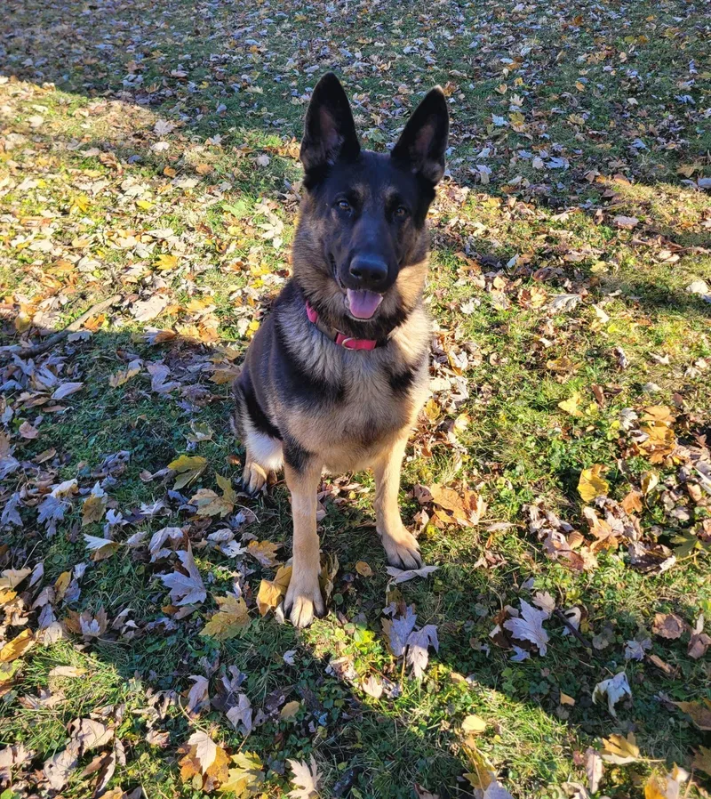 An adult large-sized female German Shepherd Dog dog named Heidi for adoption in Oswego, IL