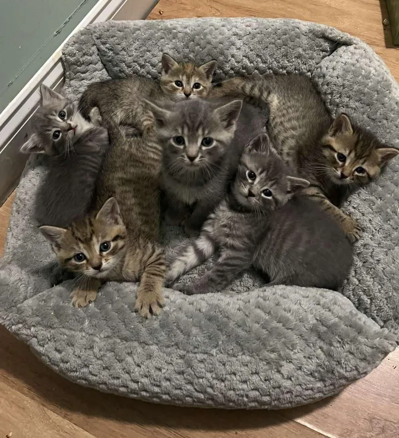A baby medium-sized male Tabby (Brown / Chocolate) American Shorthair cat named Aj for adoption in Marvin, NC