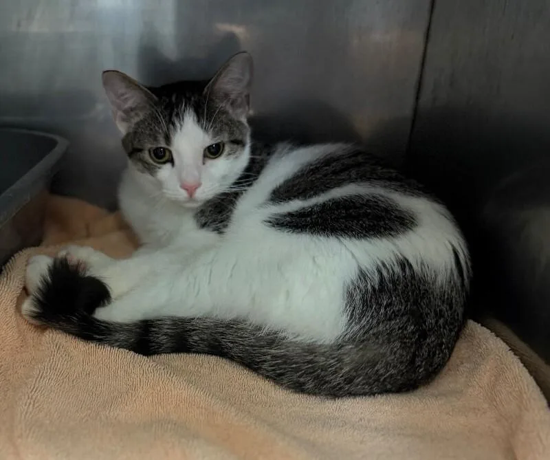 An adult medium-sized female White Domestic Short Hair cat named Stitch for adoption in Burgaw, NC