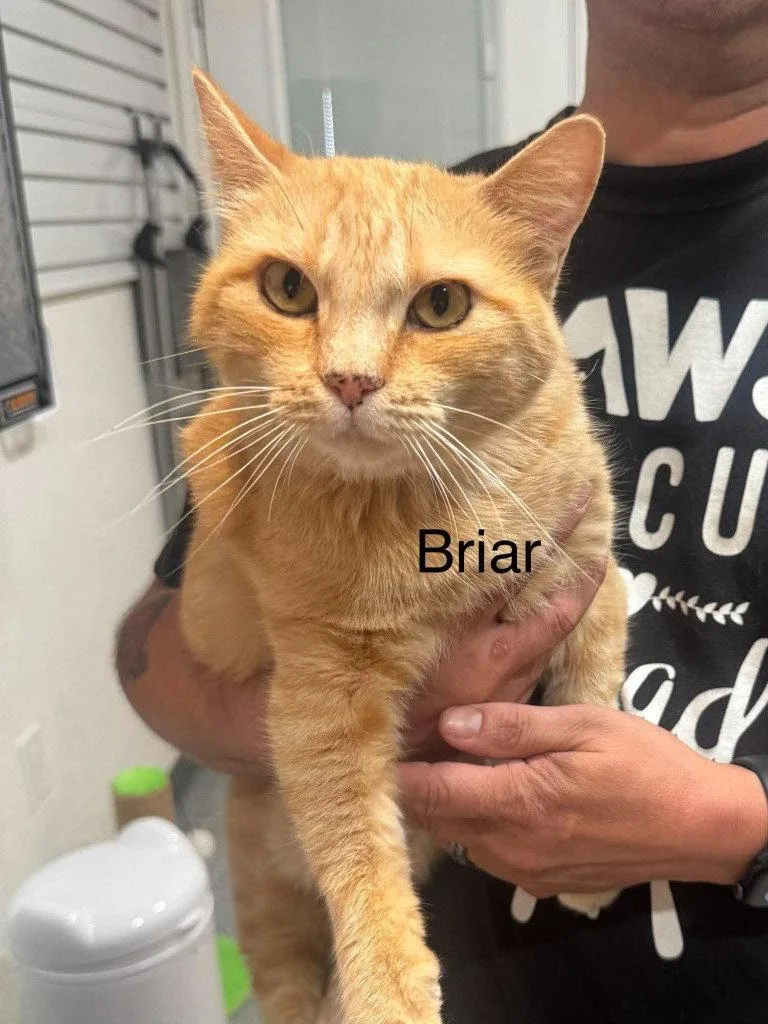 A young medium-sized female Tabby cat named Briar for adoption in Saint George, UT