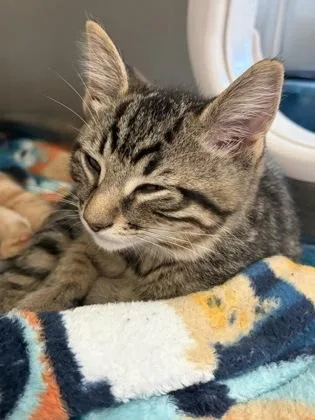 A baby small-sized male Domestic Short Hair cat named Dumplin for adoption in Westland, MI