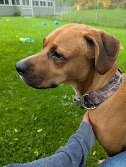A young medium-sized male Labrador Retriever dog named Prince for adoption in Ithaca, NY