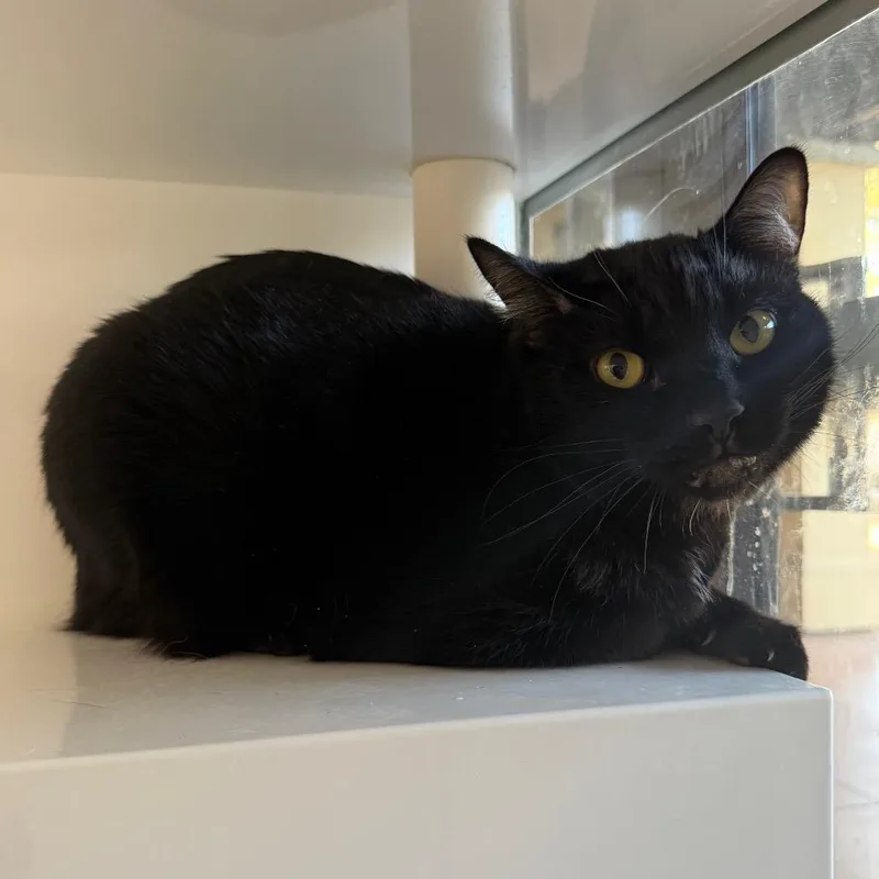 An adult large-sized male Black Domestic Short Hair cat named Tony for adoption in Spokane, WA