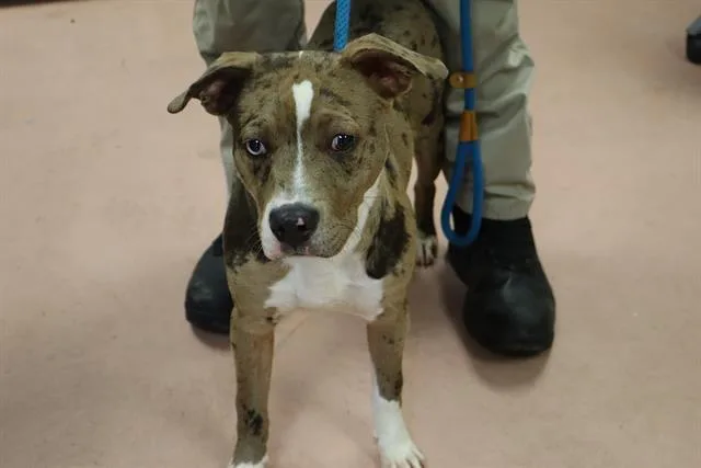 A young medium-sized female Mixed Breed dog named Charleston for adoption in Columbia, SC