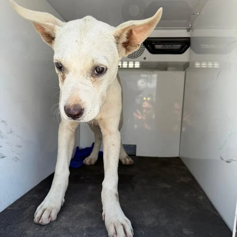 A young medium-sized female White / Cream Labrador Retriever dog named Darcy for adoption in Pine Bluff, AR