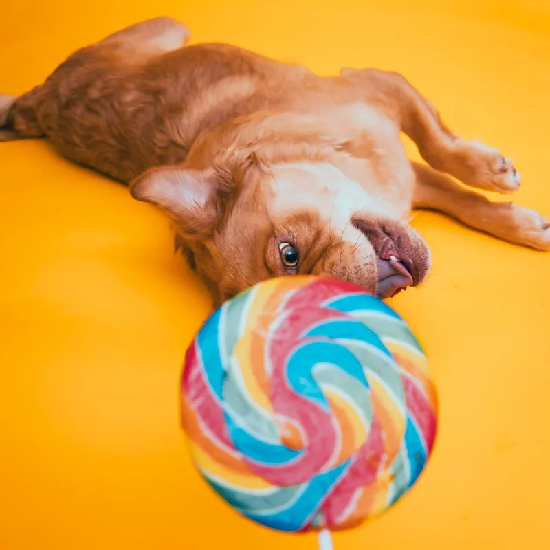 An adult small-sized male French Bulldog dog named Elmer for adoption in San Diego, CA