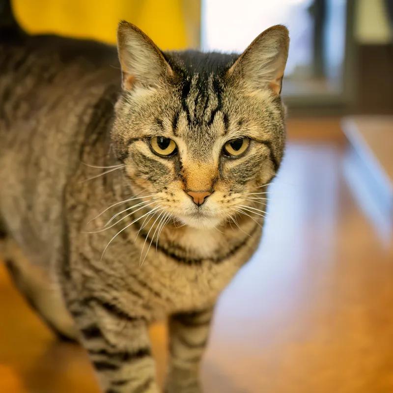 An adult medium-sized male Tabby (Buff / Tan / Fawn) Domestic Short Hair cat named Meeka for adoption in Friday Harbor, WA