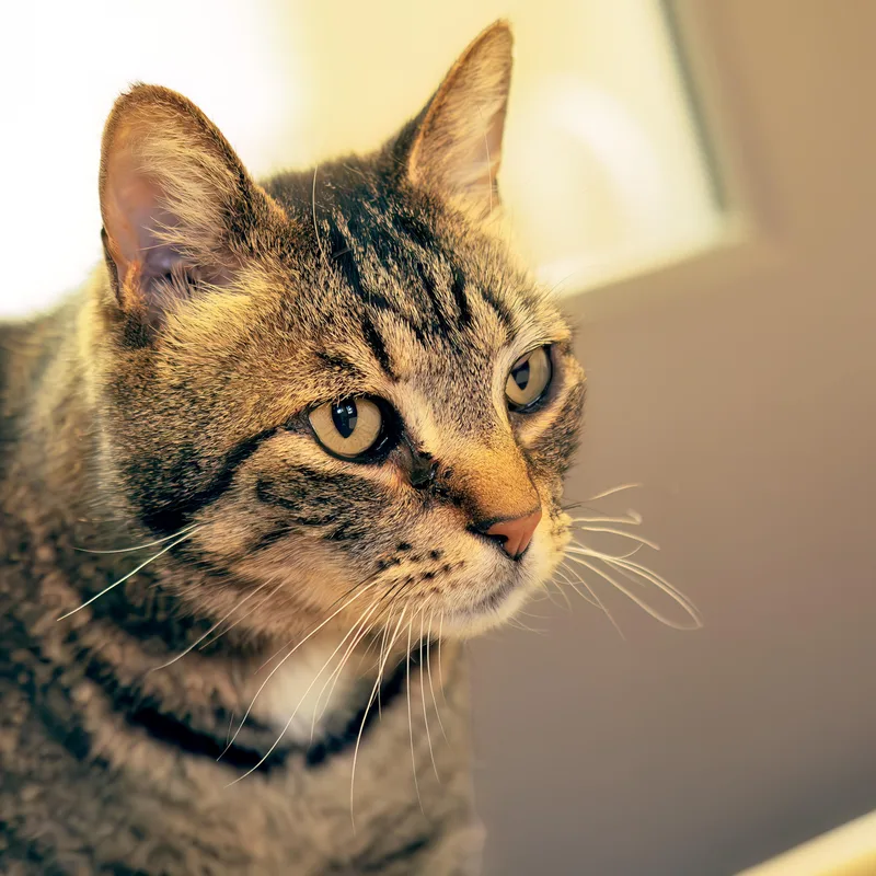 Meeka thumbnail 2