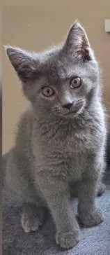 A baby medium-sized male Domestic Short Hair cat named Gordon for adoption in Lancaster, PA