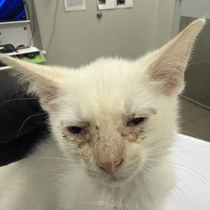 A baby small-sized male Cream / Ivory Domestic Short Hair cat named 107057 for adoption in Las Cruces, NM