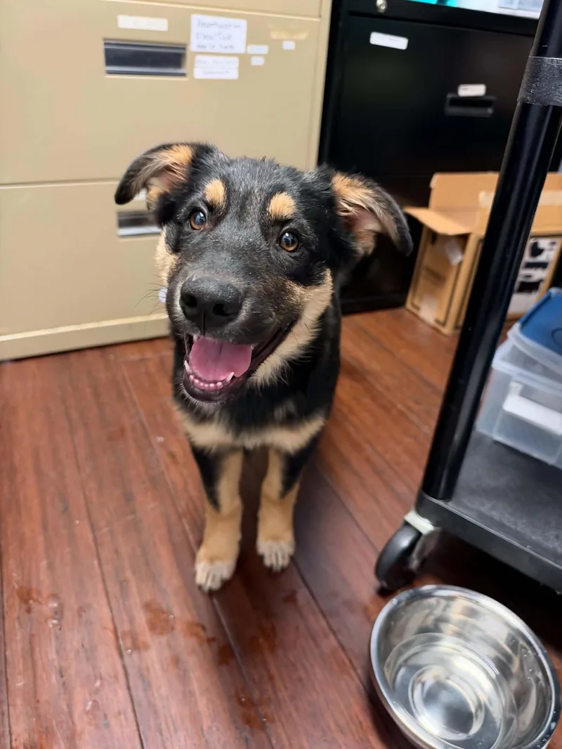 A young large-sized female German Shepherd Dog named Gloria for adoption in Holly Springs, NC