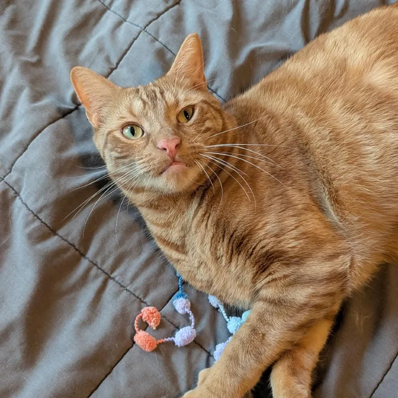 An adult small-sized male Orange / Red Domestic Short Hair cat named Otis for adoption in Long Beach, CA