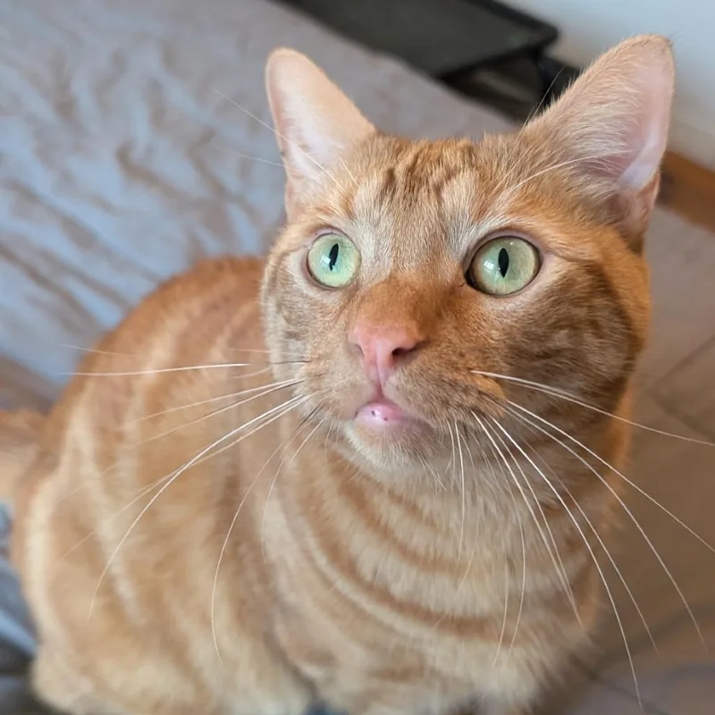 Otis thumbnail 4