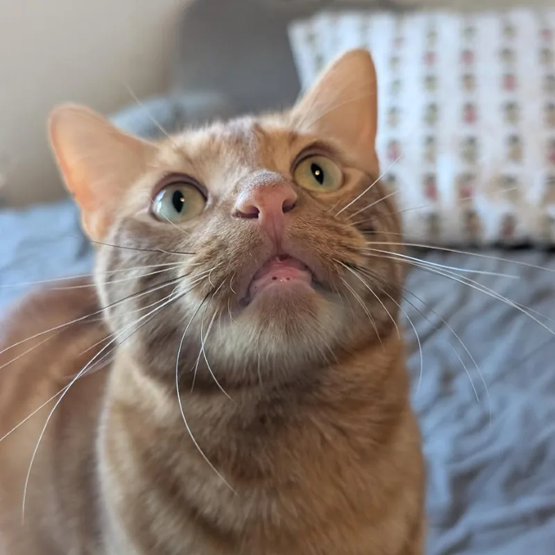Otis thumbnail 5