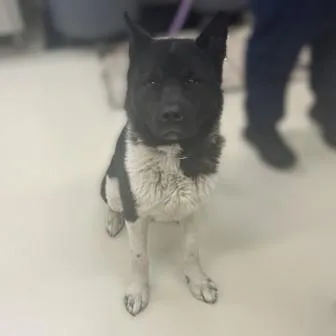 An adult large-sized male Akita dog named Maceo for adoption in Columbia, MD