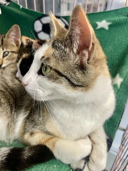 An adult medium-sized female Orange & White Domestic Short Hair cat named Kahlua for adoption in Plano, TX