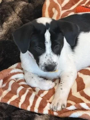 A baby medium-sized male Retriever dog named Sonny for adoption in Fort Worth, TX