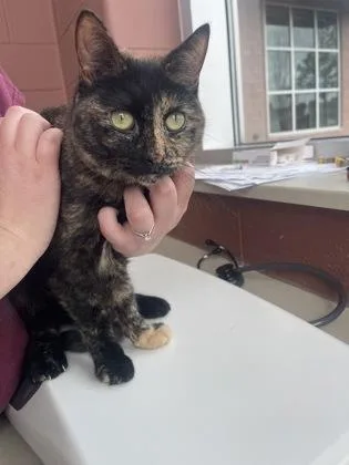 An adult small-sized female Domestic Short Hair cat named Gabriella for adoption in Westland, MI