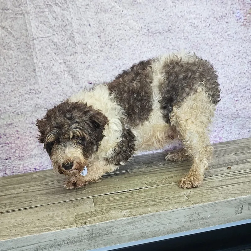 A senior small-sized female Brown / Chocolate Schnauzer dog named Lydia for adoption in Normal, IL
