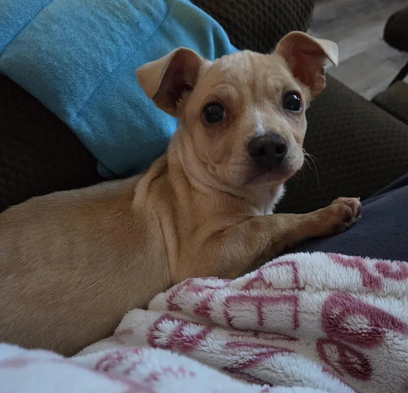 A baby small-sized male Chiweenie dog named Melrose for adoption in Hackettstown, NJ