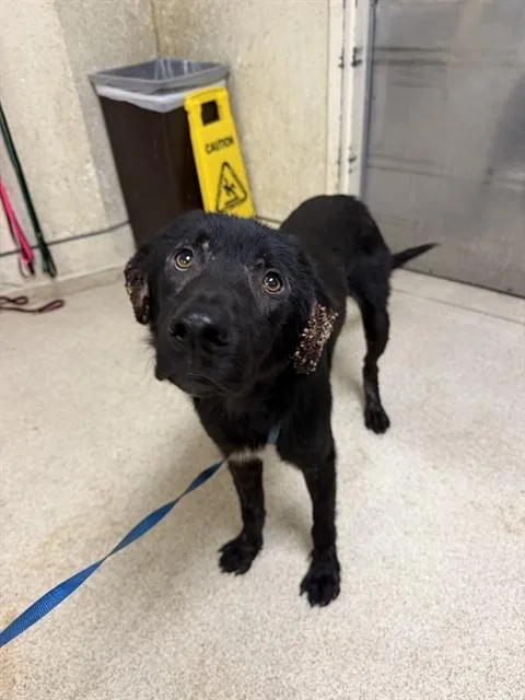 A young large-sized male Labrador Retriever dog named Denver for adoption in Riverside, CA