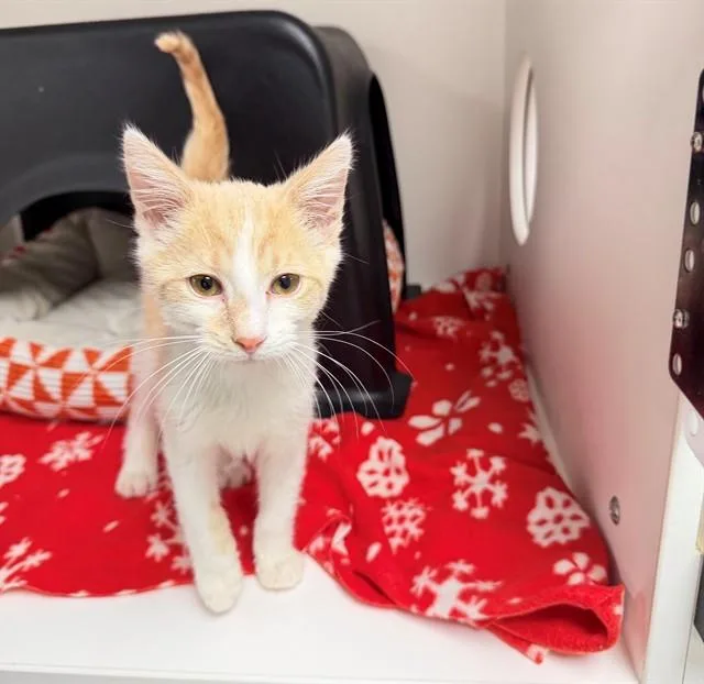 A baby small-sized male Domestic Short Hair cat named Jupiter for adoption in Ontario, CA