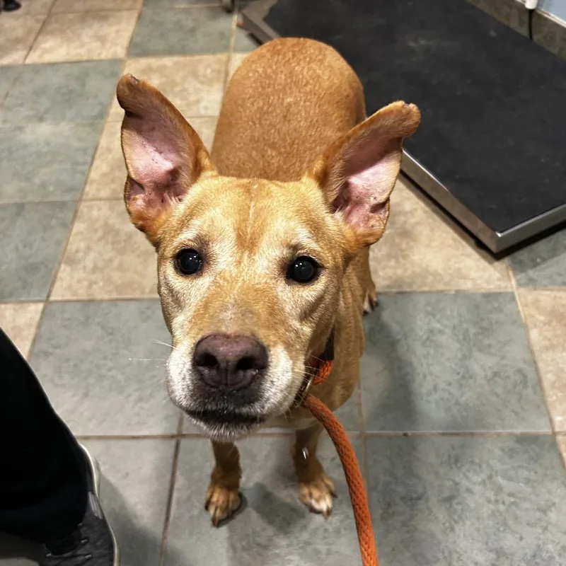 An adult medium-sized female Red / Chestnut / Orange Mixed Breed dog named Maggie for adoption in Chattanooga, TN