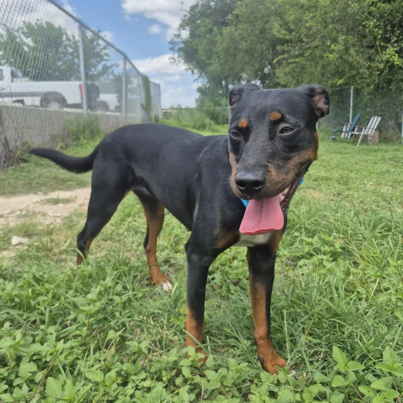 An adult medium-sized male Bicolor Rottweiler dog named Flyleaf for adoption in Cibolo, TX