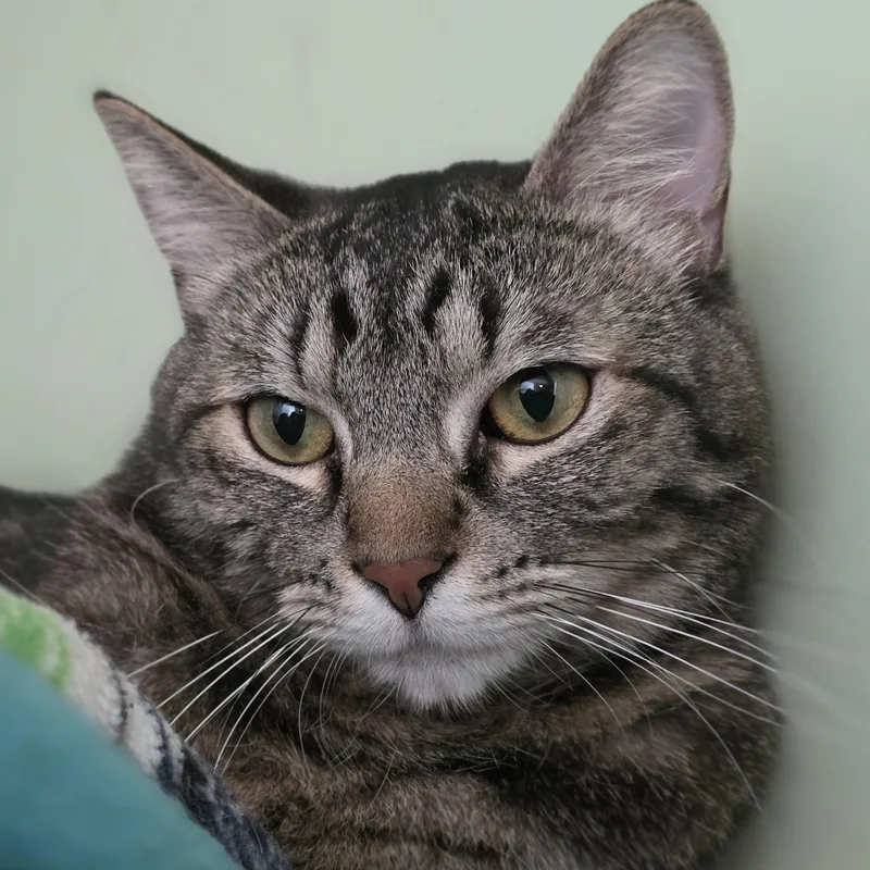 An adult medium-sized male Tabby (Brown / Chocolate) Domestic Short Hair cat named Chestnut for adoption in Quilcene, WA