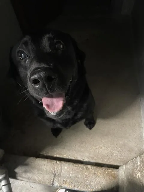 An adult medium-sized male Labrador Retriever dog named Jerome for adoption in Killeen, TX