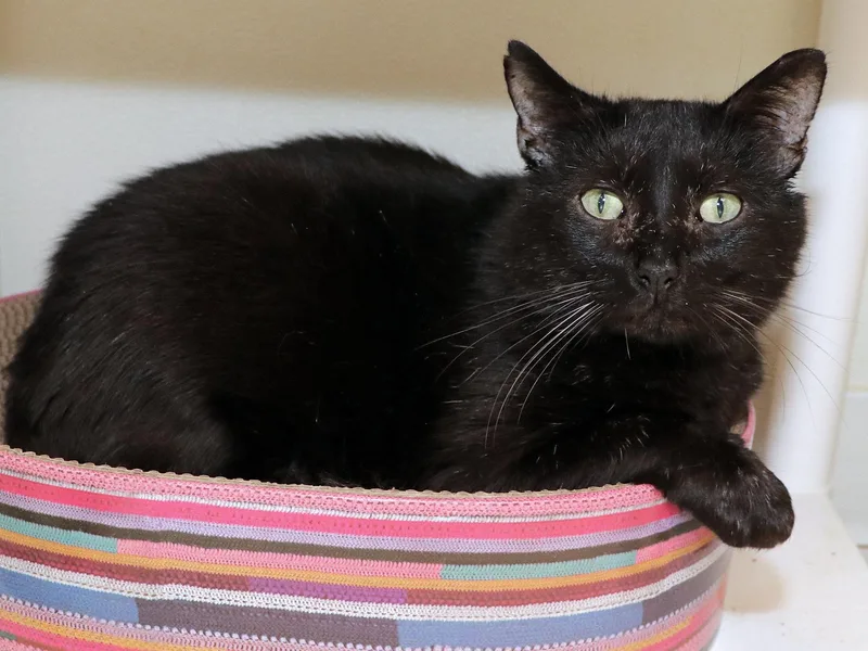An adult large-sized male Black Domestic Short Hair cat named Shade for adoption in Cincinnati, OH