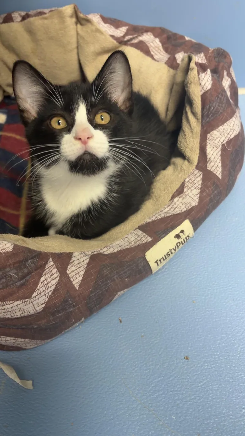 A baby medium-sized male Black & White / Tuxedo Domestic Short Hair cat named Sylvester for adoption in Neillsville, WI