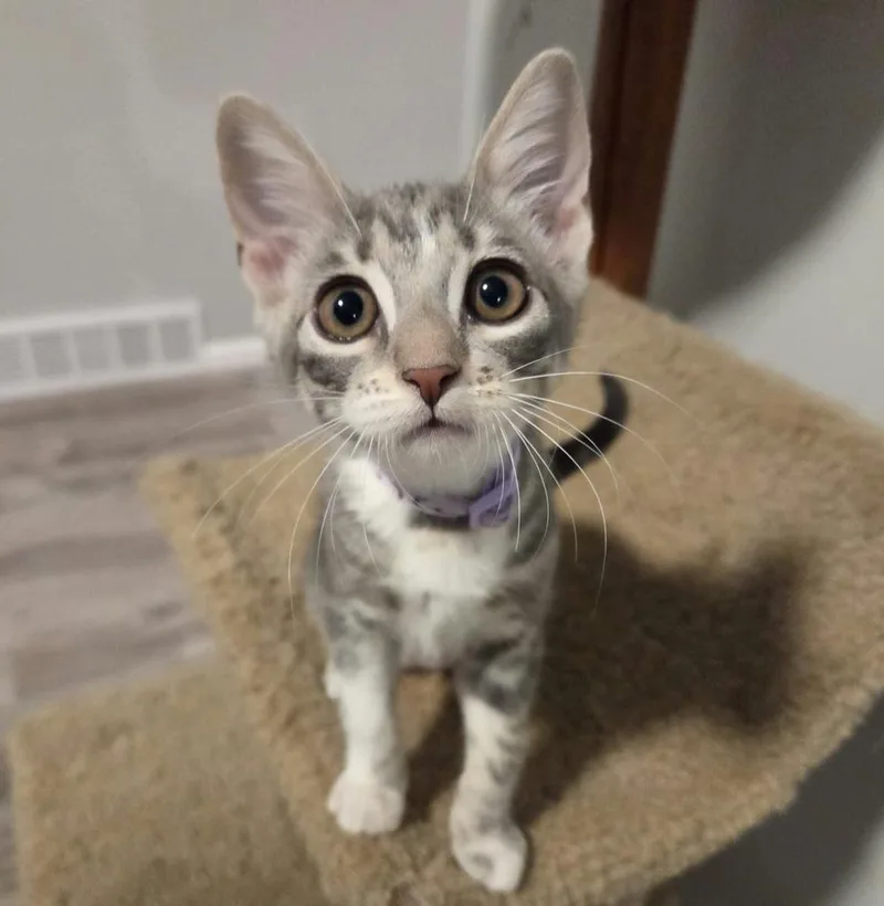 A baby medium-sized female Gray & White Domestic Short Hair cat named Liam for adoption in Sedalia, CO