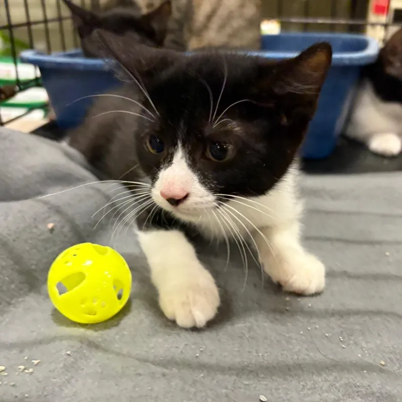 A baby small-sized male Black Domestic Short Hair cat named Mandust for adoption in Melrose, FL
