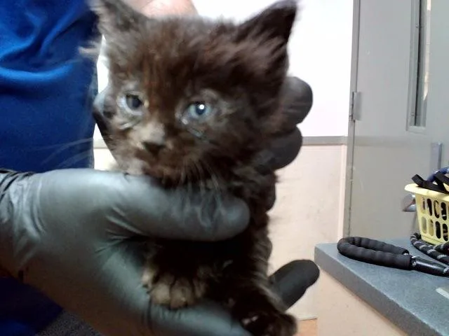 A baby small-sized female Domestic Short Hair cat named A for adoption in Martinez, CA