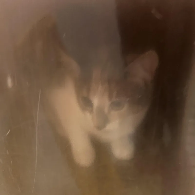 A young small-sized female Calico Domestic Short Hair cat named Copy for adoption in Philadelphia, PA