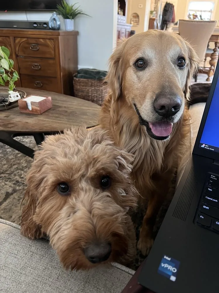 An adult medium-sized female Goldendoodle dog named Apricot for adoption in Aurora, CO