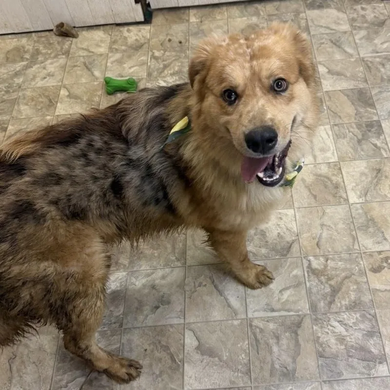 An adult medium-sized male Brown / Chocolate Collie dog named Honey Bun for adoption in Pilot Point, TX