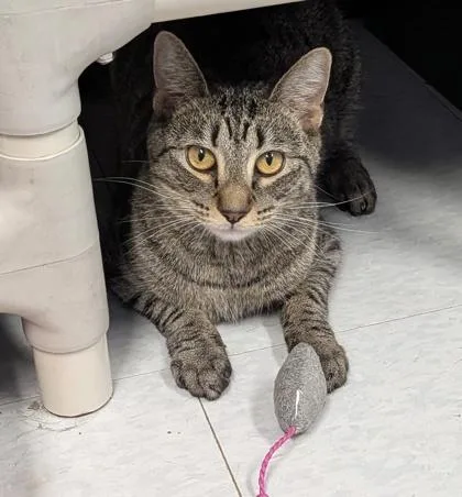 A young medium-sized female Domestic Short Hair cat named Finch for adoption in Bridgewater, NJ