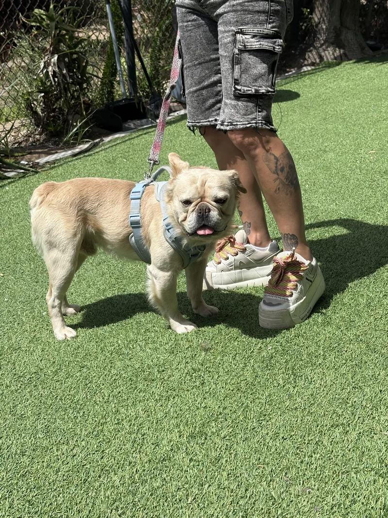 An adult medium-sized male French Bulldog dog named Danny for adoption in Mesa, AZ