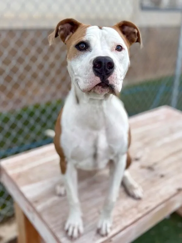 An adult medium-sized female Brown / Chocolate Pit Bull Terrier dog named Yuki for adoption in Fruit Heights, UT