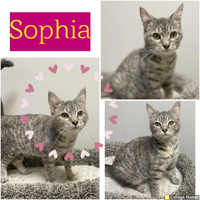 Sophia