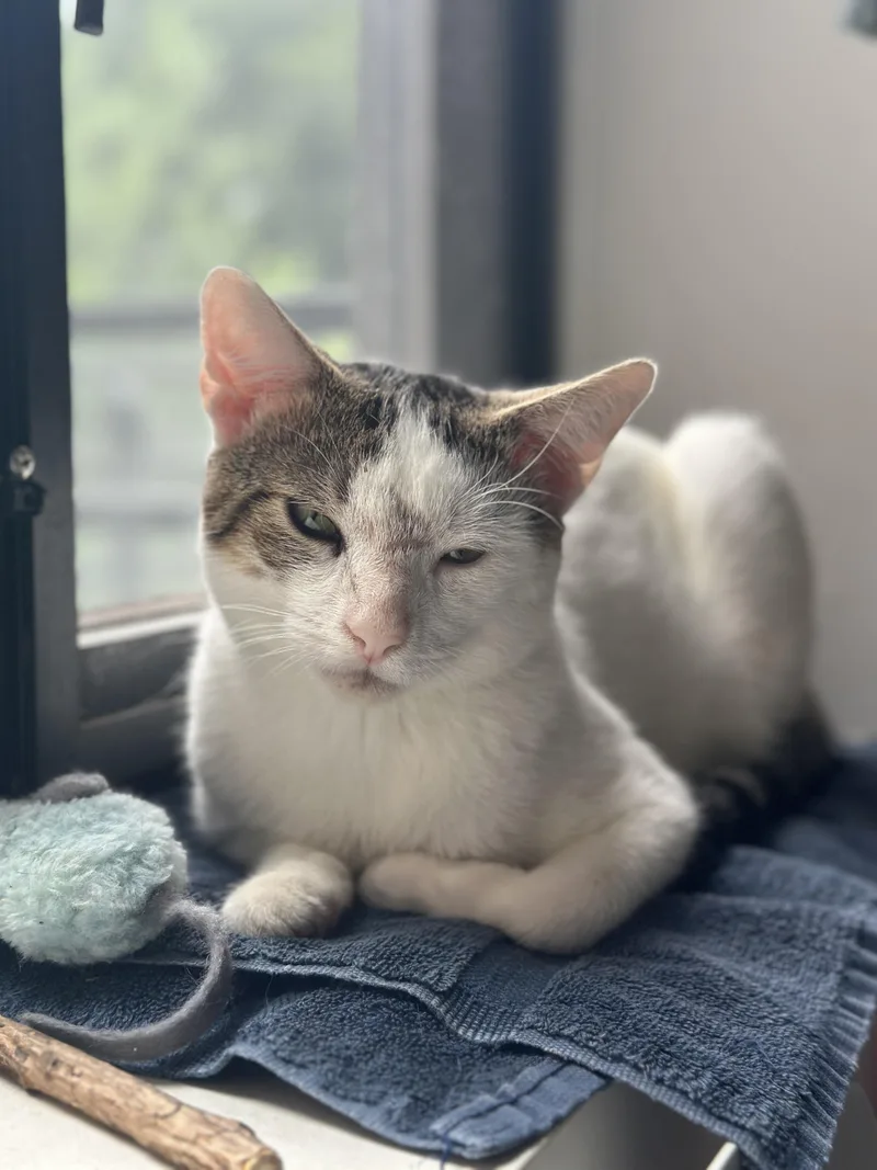 A young medium-sized male White Domestic Short Hair cat named Pinky for adoption in Brooklyn, NY