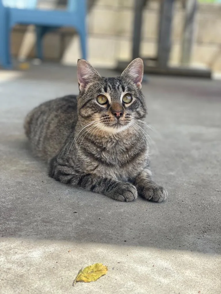 A young medium-sized male Domestic Short Hair cat named Reno for adoption in Wintersville, OH