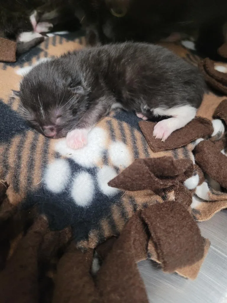 A young small-sized female Domestic Short Hair cat named Momma Morticia for adoption in Angola, IN