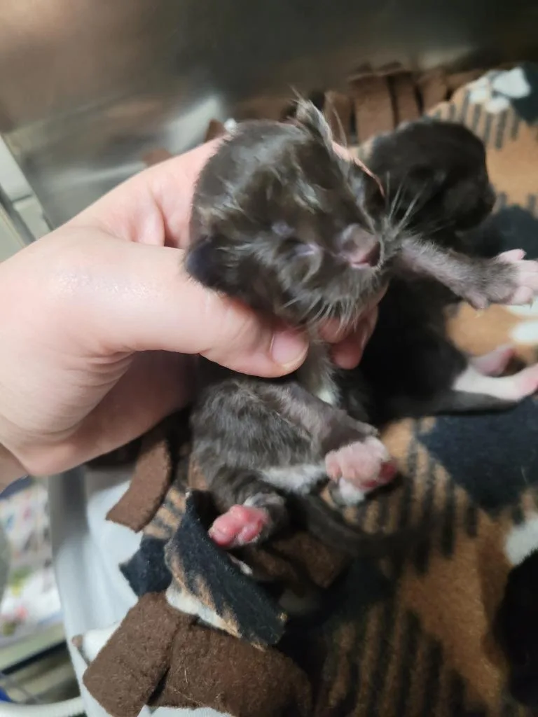 Momma Morticia thumbnail 2